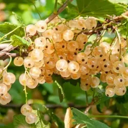 Porzeczka BIAŁA Z JUTERBOG - sadzonki w doniczkach