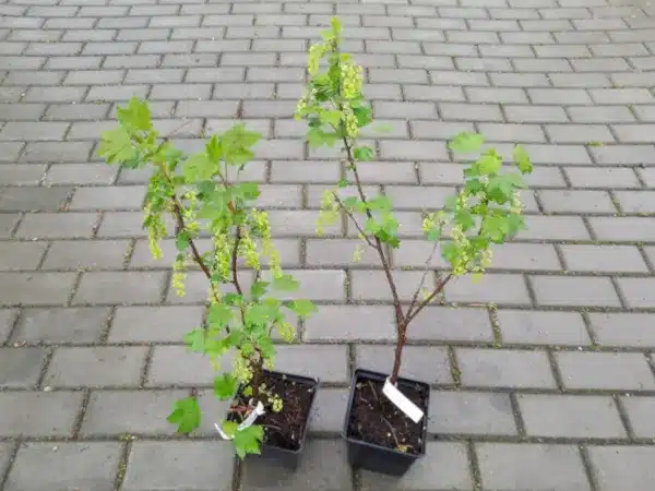 Porzeczka biała BIAŁA Z JUTEBORG - sadzonki w doniczkach P13