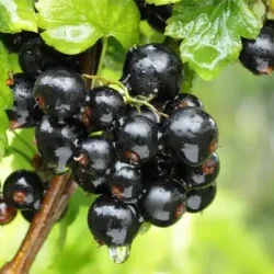 Porzeczka czarna Jubilejnaja Kopania - sadzonki w doniczkach P11