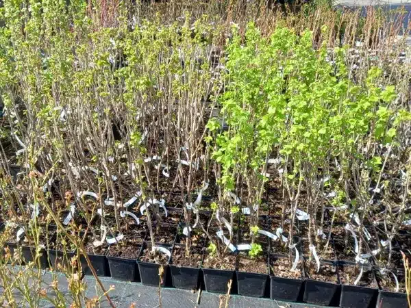 Porzeczka - sadzonki w doniczkach P13