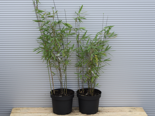 Fargezja lśniąca GANSU - sadzonki w doniczkach C3