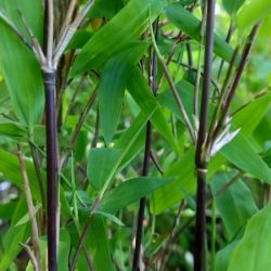 Fargezja lśniąca (Fargesia) GANSU - sadzonki