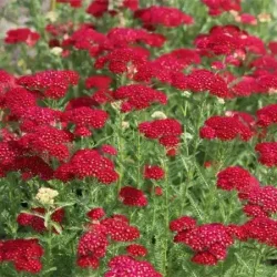 Krwawnik pospolity PAPRIKA - sadzonki