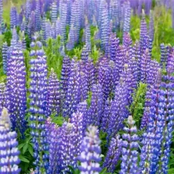 Łubin trwały - sadzonki