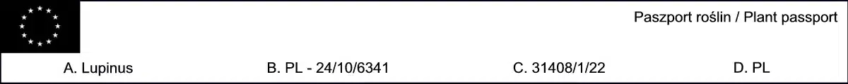 Łubin trwały - sadzonki