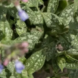 Miodunka TWINKLE TOE - sadzonki