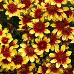 Nachyłek okółkowy FIREFLY - sadzonki