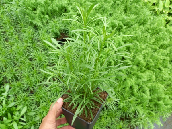 Nachyłek okółkowy - sadzonki w doniczkach P11