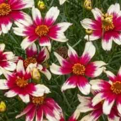 Nachyłek okółkowy SUNSTAR 'Rose' - sadzonki