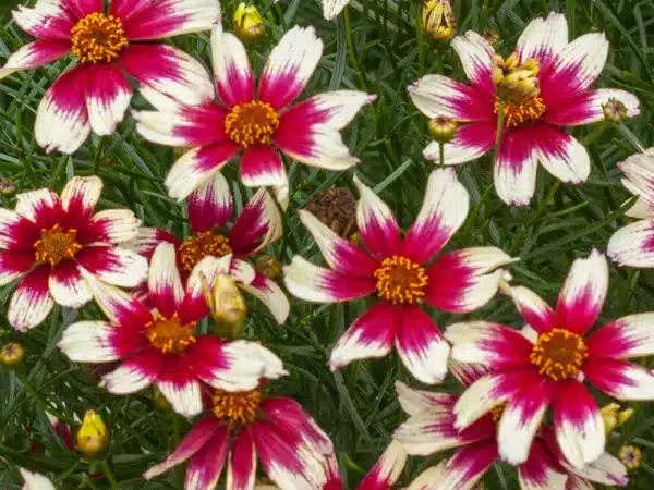 Nachyłek okółkowy SUNSTAR 'Rose' - sadzonki