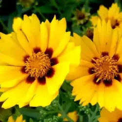 Nachyłek wielkokwiatowy ANDIAMO YELLOW WITH RED - sadzonki