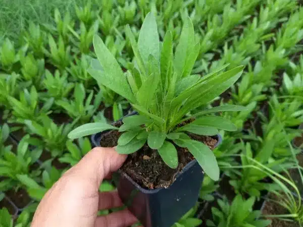 Nachyłek wielkokwiatowy ANDIAMO YELLOW WITH RED - sadzonki w doniczkach P9