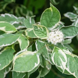 Dereń biały ELEGANTISSIMA - sadzonki