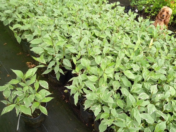 deren-bialy-elegantissima-sadzonki-c2 Dereń biały ELEGANTISSIMA - sadzonki w doniczkach C2