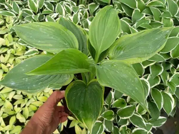 Funkia (hosta) SHADOWLAND 'Wu-La-La' - sadzonki w doniczkach P13