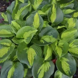 Funkia (hosta) POCKETFUL OF SUNSHINE - sadzonki w doniczkach P11