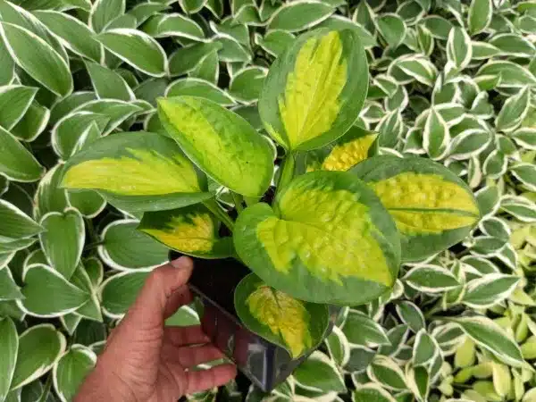 hosta-funkia-pocketful-of-sunshine-sadzonki-w-doniczakch-p11 Funkia (hosta) POCKETFUL OF SUNSHINE - sadzonki w doniczkach P11