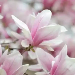 Magnolia Soulange'a ALEXANDRINA - sadzonki w doniczkach C3