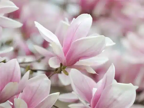 Magnolia Soulange'a ALEXANDRINA - sadzonki w doniczkach C3