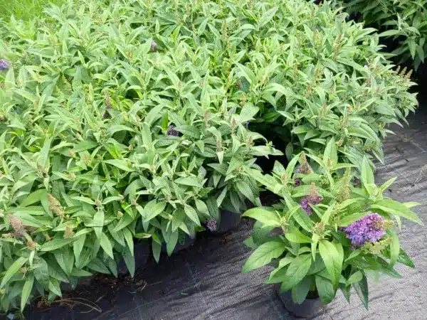 Budleja BUTTERFLY CANDY Little Lila - sadzonki w doniczkach C2