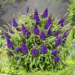 Budleja BUTTERFLY CANDY Little Purple - sadzonki C2