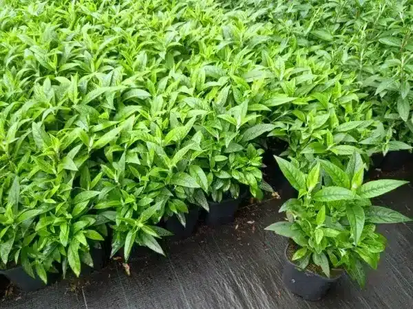 Budleja BUTTERFLY CANDY Little Purple - sadzonki w doniczkach C2