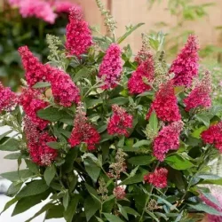 Budleja BUTTERFLY CANDY Little Ruby - sadzonki