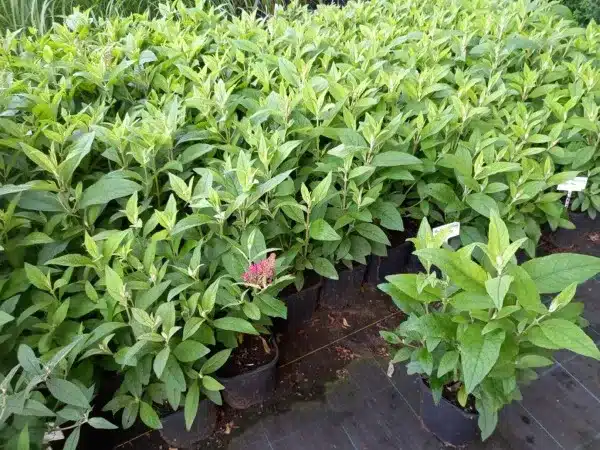 Budleja BUTTERFLY CANDY Little Ruby - sadzonki w doniczkach C2