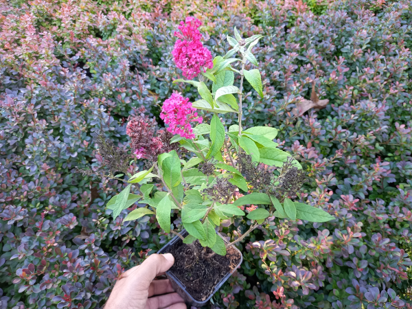 Budleja BUTTERFLY CANDY Little Ruby - sadzonki w doniczkach P9