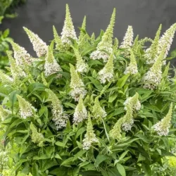 Budleja BUTTERFLY CANDY Little White - sadzonki