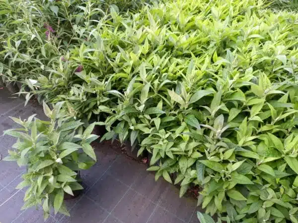 Budleja BUTTERFLY CANDY Little White - sadzonki w doniczkach C2