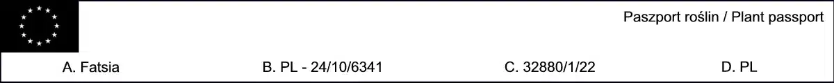 facja-fatsja-japonska-spiders-web-sadzonki-paszport Fatsja Facja japońska SPIDER'S WEB - sadzonki w doniczkach C2