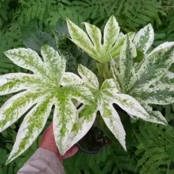 Fatsja Facja japońska SPIDER'S WEB - sadzonki w doniczkach C2