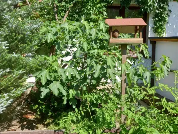 figowiec-pospolity-brown-turkey-sadzonki-10-sz Figowiec pospolity BROWN TURKEY