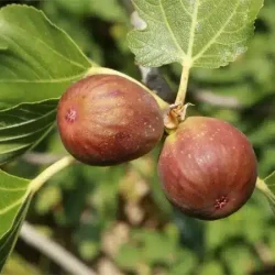 Figowiec pospolity BROWN TURKEY - sadzonki