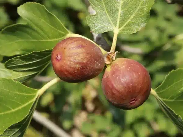 figowiec-pospolity-brown-turkey-sadzonki-5-cc Figowiec pospolity BROWN TURKEY - sadzonki