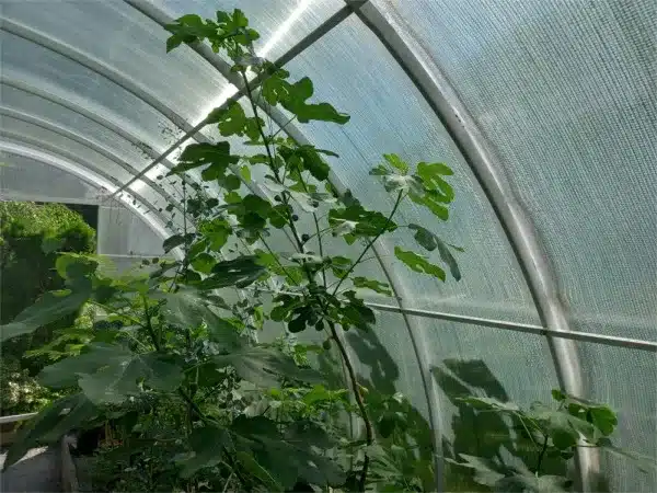 figowiec-pospolity-brown-turkey-sadzonki-9-sz