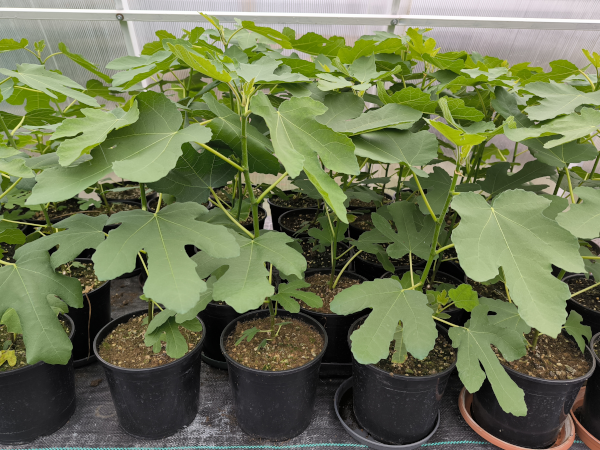 figowiec-pospolity-brown-turkey-sadzonki-c2-niskie Figowiec pospolity BROWN TURKEY - sadzonki w doniczkach C2
