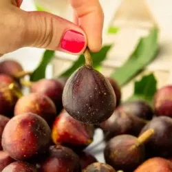 Figowiec pospolity LITTLE MISS FIGGY - sadzonki