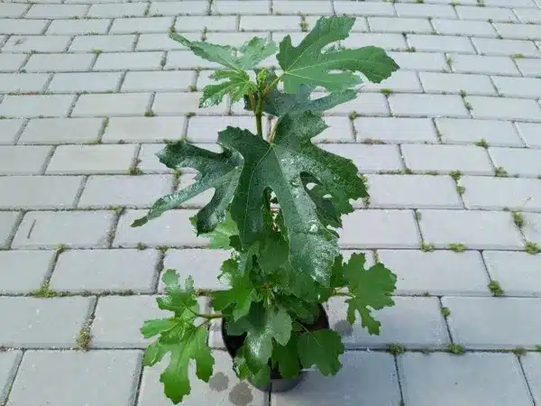 Figowiec pospolity LITTLE MISS FIGGY - sadzonki w doniczkach C1,5