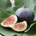 Figowiec pospolity - sadzonki