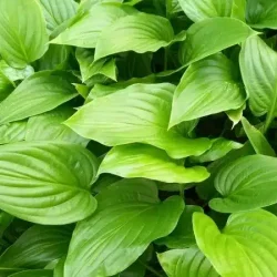 Funkia (hosta) GRANDIFLORA - sadzonki