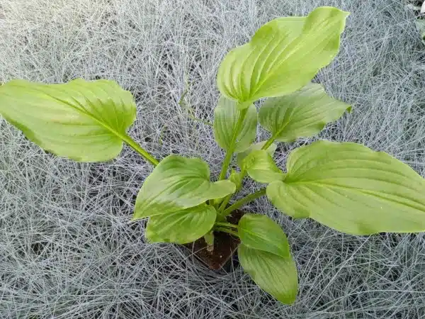 Funkia (hosta) GRANDIFLORA - sadzonki w doniczkach P13