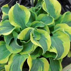 Funkia (hosta) SCHOOL MOUSE - sadzonki