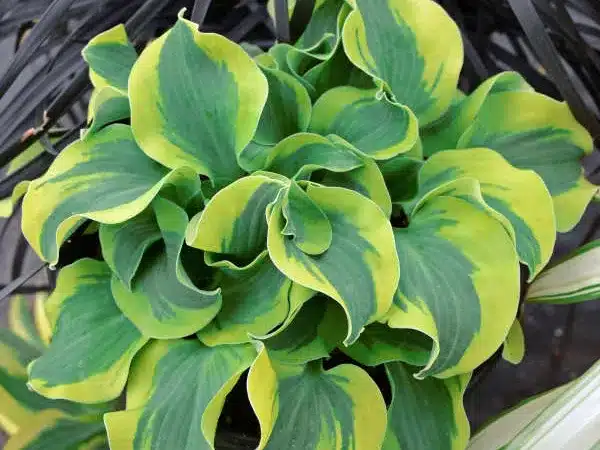 funkia-hosta-school-mouse-sadzonki-2-cc Funkia (hosta) SCHOOL MOUSE - sadzonki