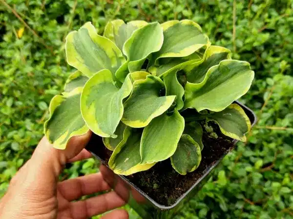 funkia-hosta-school-mouse-sadzonki-p11 Funkia (hosta) SCHOOL MOUSE - sadzonki w doniczkach P11