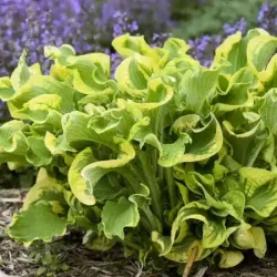 Funkia (hosta) SHADOWLAND 'Wheee!' - sadzonki