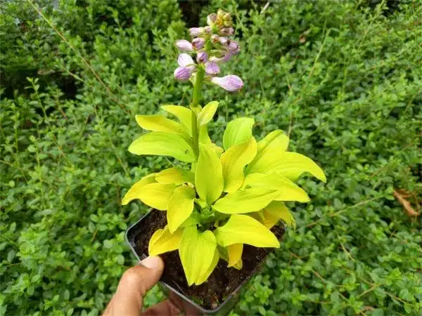 Funkia (Hosta) SUN MOUSE - sadzonki w doniczkach P11