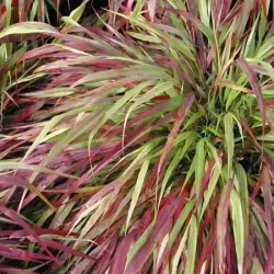 Hakonechloa smukła BENI KAZE - sadzonki