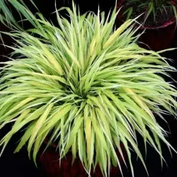 Hakonechloa smukła STRIPE IT RICH - sadzonki